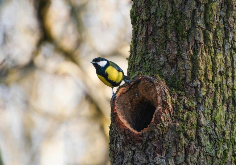 a small bird perched on top of a tree, a photo, by Jan Tengnagel, pexels contest winner, rounded beak, on a yellow canva, in the wood, opening shot