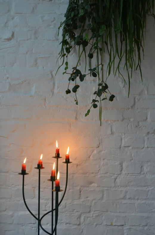 a group of candles sitting on top of a table, light and space, vines on the walls, mid morning lighting, cosy, botanicals