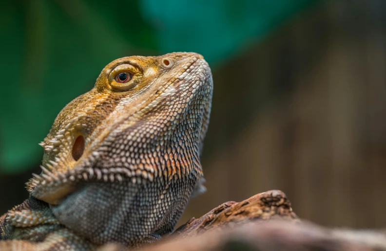 a close up of a lizard on a branch, trending on pexels, well designed female dragon head, an afghan male type, a wooden, australian