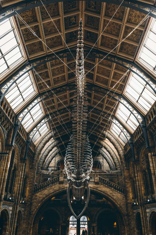 a large animal skeleton hanging from the ceiling of a building, by Damien Hirst, unsplash contest winner, academic art, haeckel and alasdair gray, wide long view, van, gothic architecture