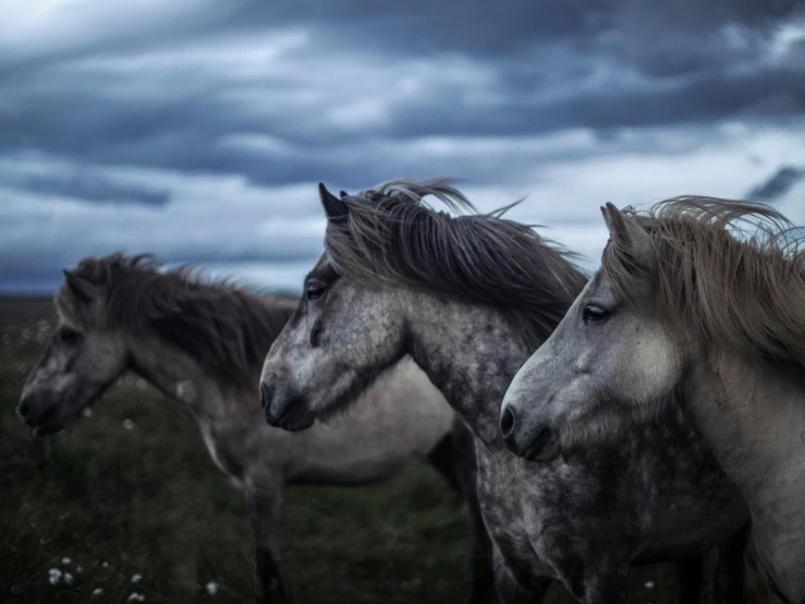 a group of horses standing on top of a lush green field, by Jesper Knudsen, unsplash contest winner, renaissance, dramatic grey sky, wild hairs, at night, 3 heads