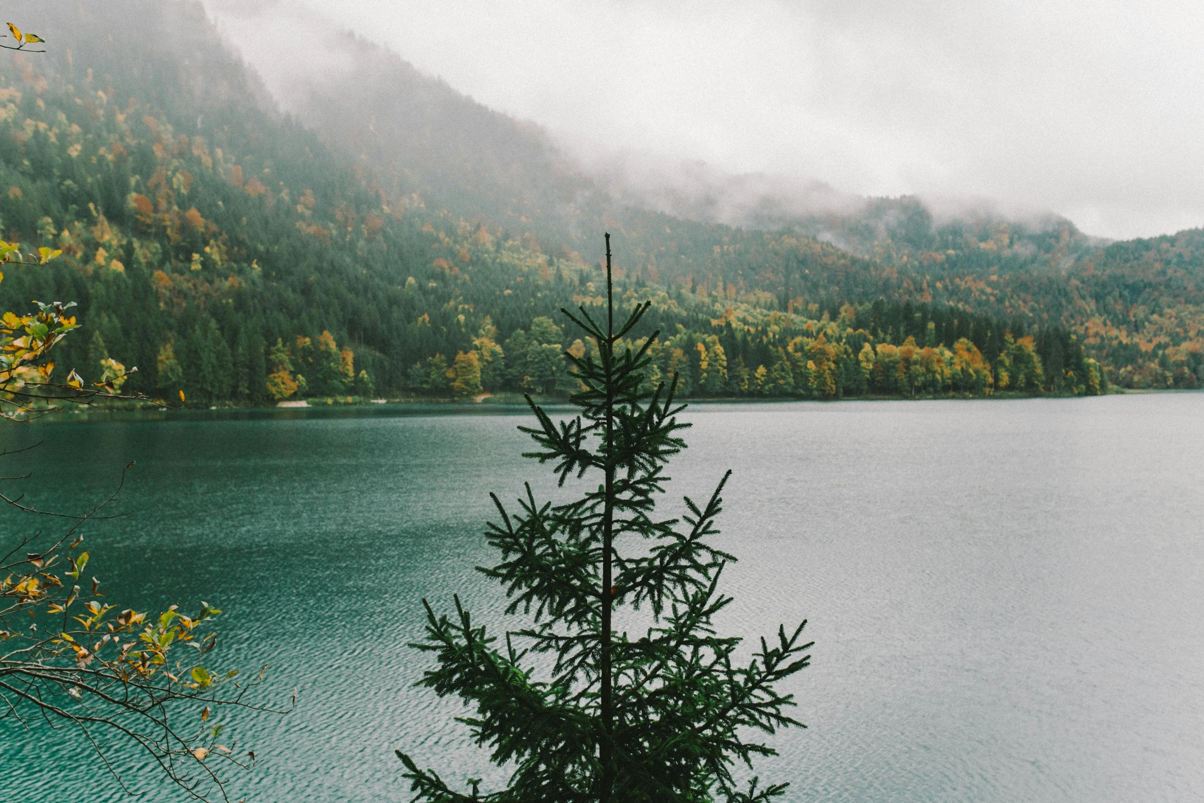 a large body of water surrounded by trees, unsplash contest winner, naturalism, pine tree, overcast lake, autumn rain turkel, seas of mountain