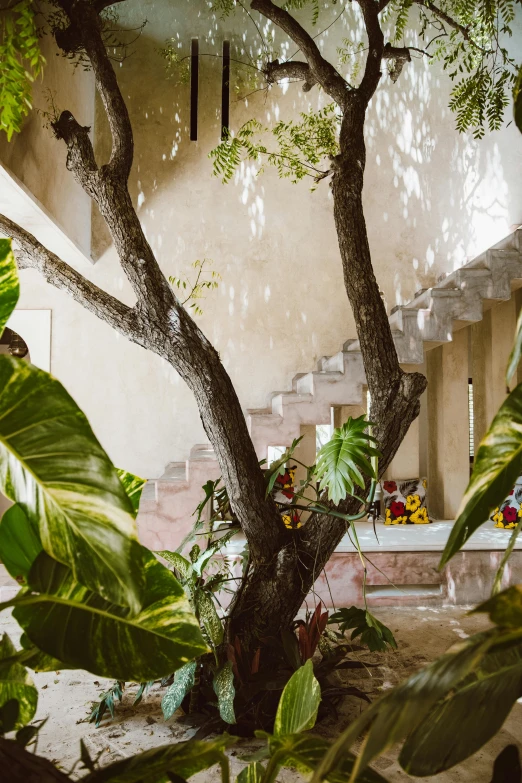 a tree sitting in the middle of a courtyard, tropical houseplants, walking down a marble stairwell, mexico, flatlay