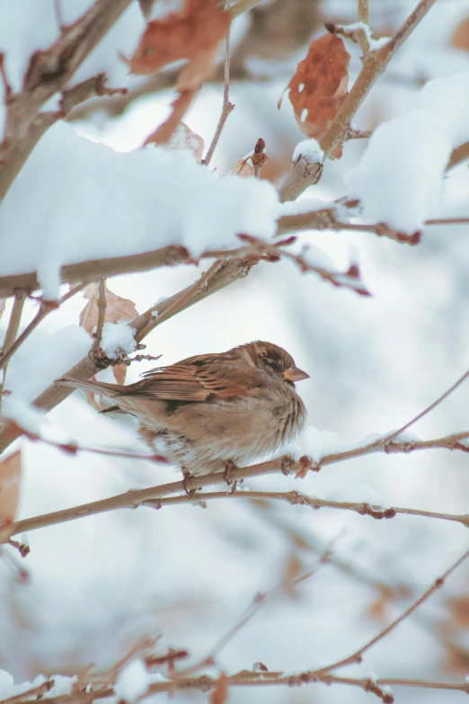 a small bird sitting on top of a tree branch, inspired by Elsa Bleda, unsplash contest winner, renaissance, snow on trees and ground, brown haired, sparrows, 2022 photograph