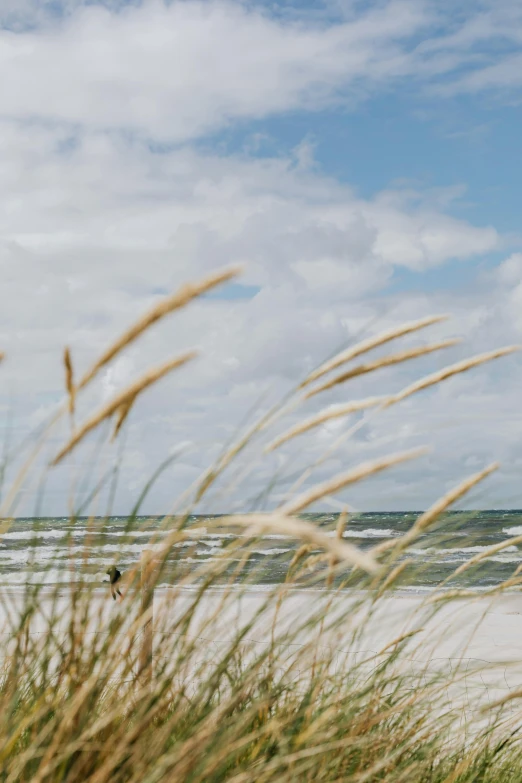 a man flying a kite on top of a sandy beach, by Grytė Pintukaitė, unsplash, minimalism, long grass in the foreground, denmark, seashells, panorama