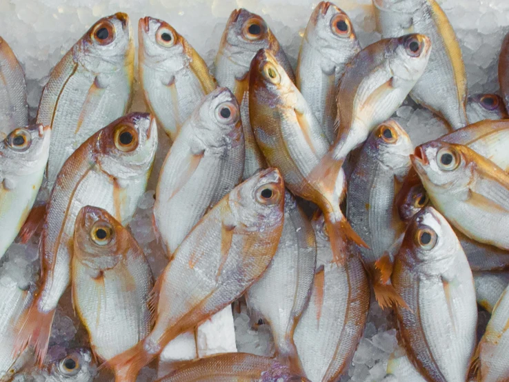 a bunch of fish sitting on top of a pile of ice, by Yasushi Sugiyama, shutterstock, renaissance, short light grey whiskers, white eyes without pupils, orthodox, highly symmetrical