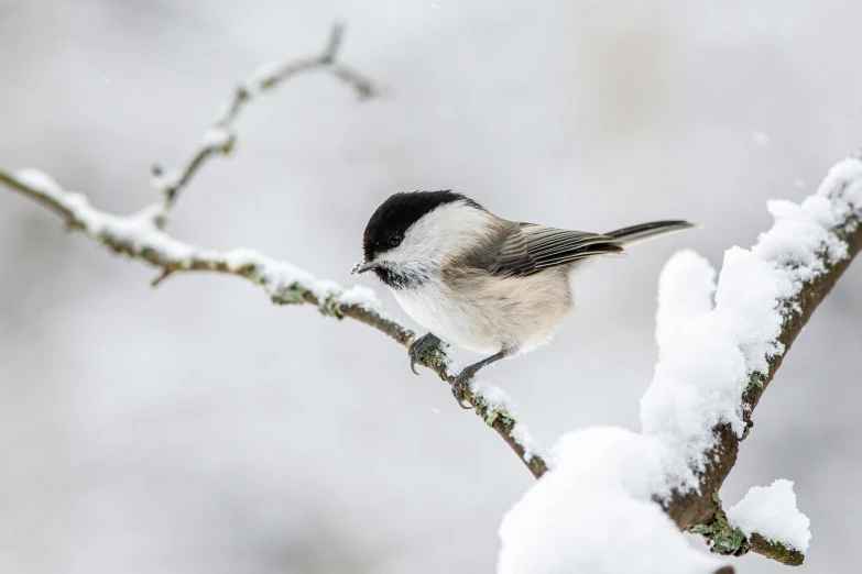 a small bird sitting on top of a snow covered branch, by Jaakko Mattila, pexels contest winner, arabesque, puffballs, long thick shiny black beak, high detail photograph, high angle close up shot