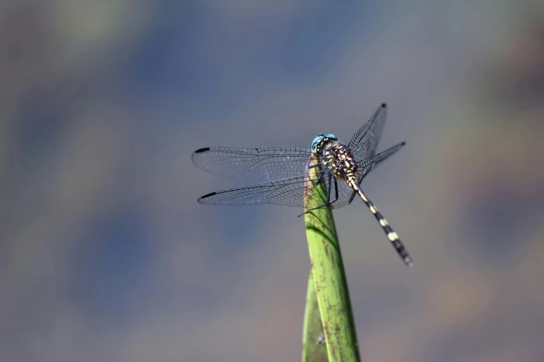 a dragonfly sitting on top of a blade of grass, by David Simpson, hurufiyya, fan favorite, avatar image