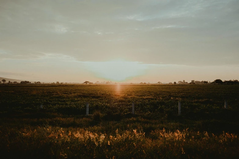 the sun is setting over a field of grass, a picture, by Carey Morris, unsplash contest winner, happening, an australian summer landscape, clear skies in the distance, vsco film grain, farmland