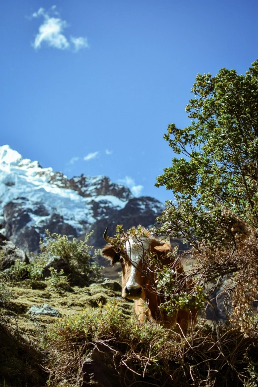 a brown cow standing on top of a lush green hillside, an album cover, by Peter Churcher, trending on unsplash, sumatraism, blue glacier, peru, taken in the late 1970s, solo hiking in mountains trees