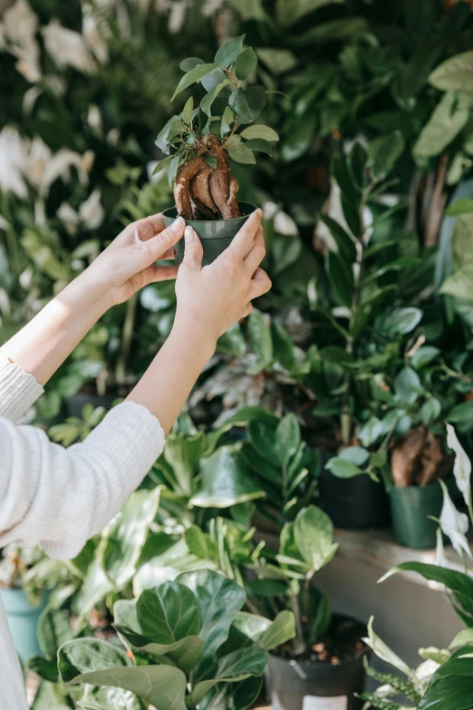 a woman taking a picture of a potted plant, by Nicolette Macnamara, trending on unsplash, magnolia big leaves and stems, high quality product photo, lush gardens hanging, deeply detailed
