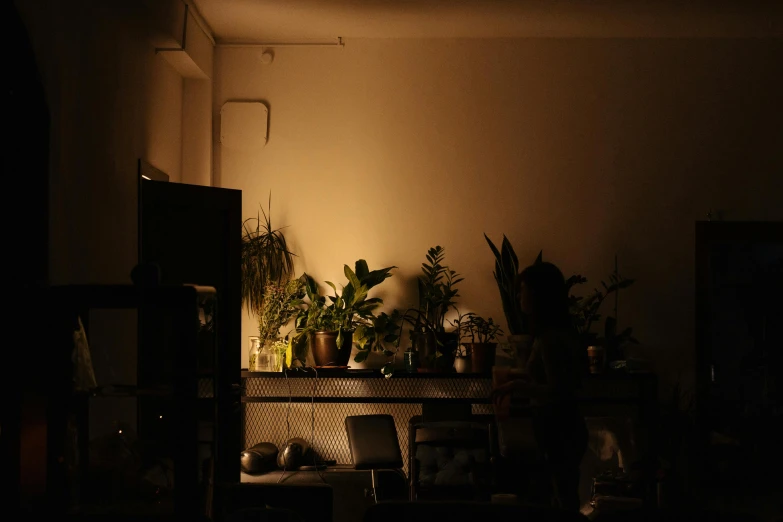 a dimly lit room with a shelf full of plants, a picture, melancholy lighting, lowkey lighting, light haze, tropical lighting