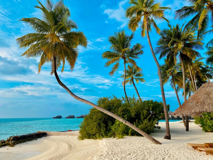 a couple of palm trees sitting on top of a sandy beach, maldives in background, slide show, multiple stories, victorian arcs of sand