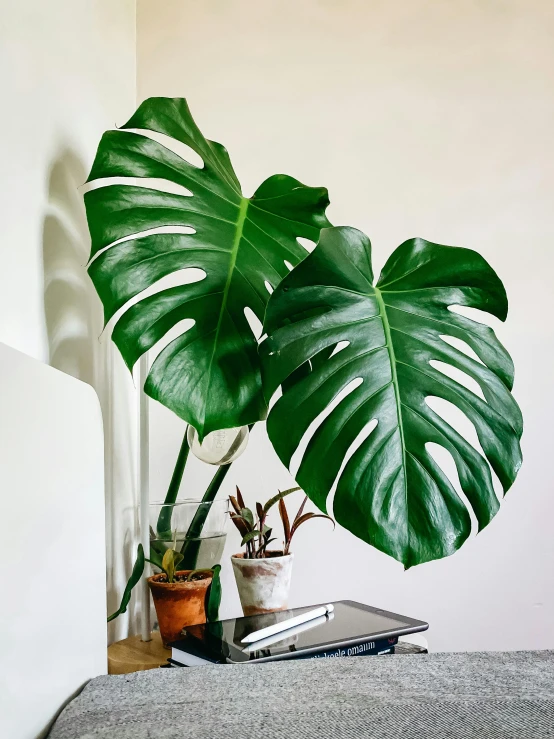 a laptop computer sitting on top of a bed next to a plant, monstera deliciosa, two organic looking towers, large noses, detailed product image