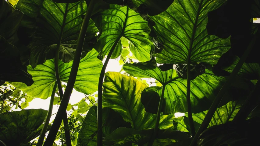 the sun shines through the leaves of a plant, unsplash, big leaf bra, inside an alien jungle, canopy, cabbage trees