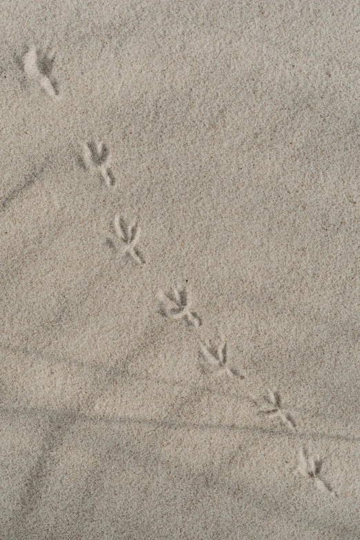 a bird that is walking in the sand, an album cover, inspired by Henri Michaux, trending on pexels, flying beetles, rune marks, fine-grained, new mexico