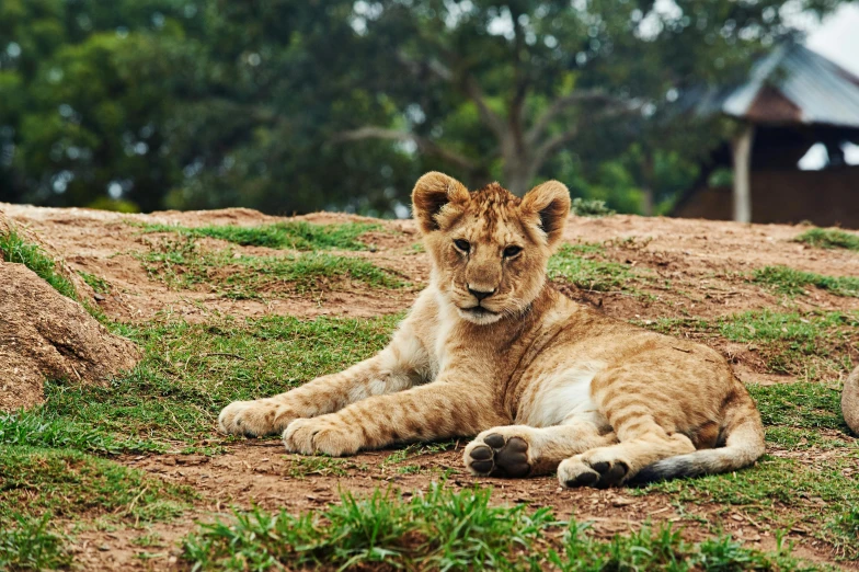 a lion laying on top of a grass covered field, sitting down, animal kingdom, manuka, instagram post