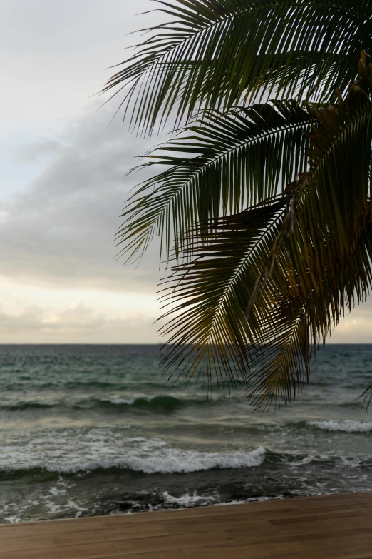 a man riding a surfboard on top of a sandy beach, a palm tree, overcast dusk, jamaican colors, february)