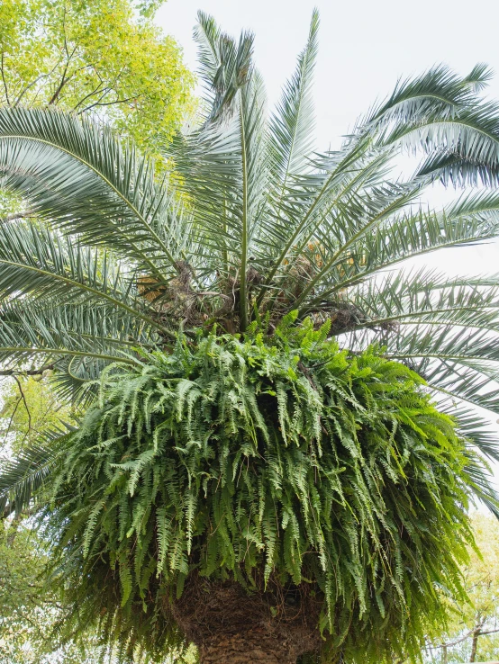 a palm tree in the middle of a park, overgrown with huge ferns, zoomed out to show entire image, its bowl overflowing with plants, february)