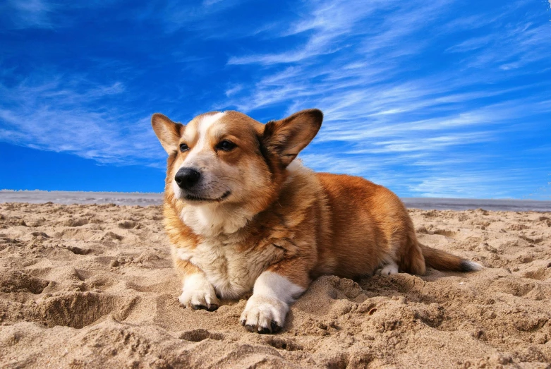 a brown and white dog laying on top of a sandy beach, shutterstock, renaissance, corgi, blue sky, on a hot australian day, a brightly coloured