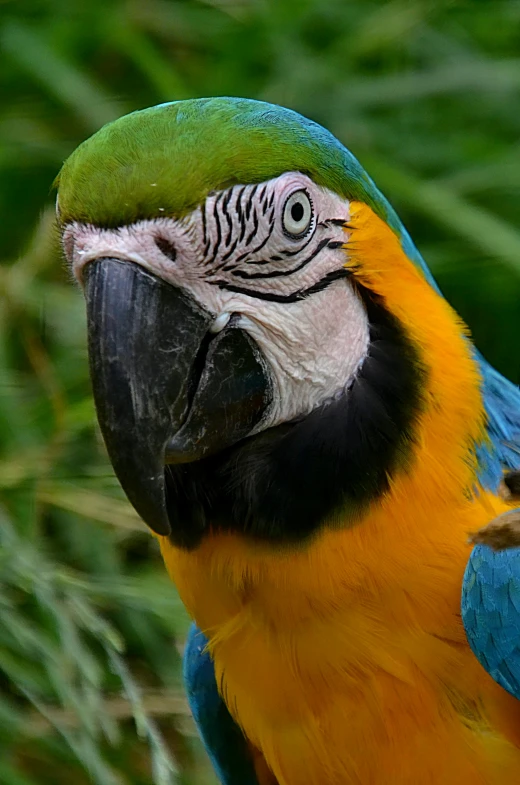 a colorful parrot sitting on top of a tree branch, a portrait, pexels contest winner, closeup of face, taken in the mid 2000s, some yellow green and blue, brazilian