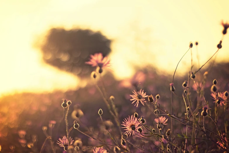 a field of flowers with a tree in the background, unsplash, romanticism, pink sunlight, paul barson, wilted flowers, pincushion lens effect