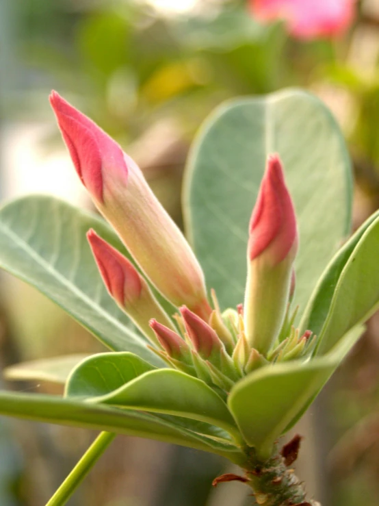 a close up of a flower budding on a plant, african sybil, flame shrubs, green and pink, award - winning