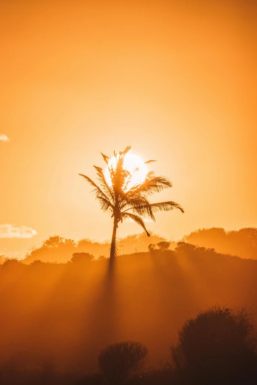 a palm tree is silhouetted against the setting sun, by Daniel Seghers, pexels contest winner, orange yellow ethereal, sunlit landscape, by greg rutkowski, sun streaming in