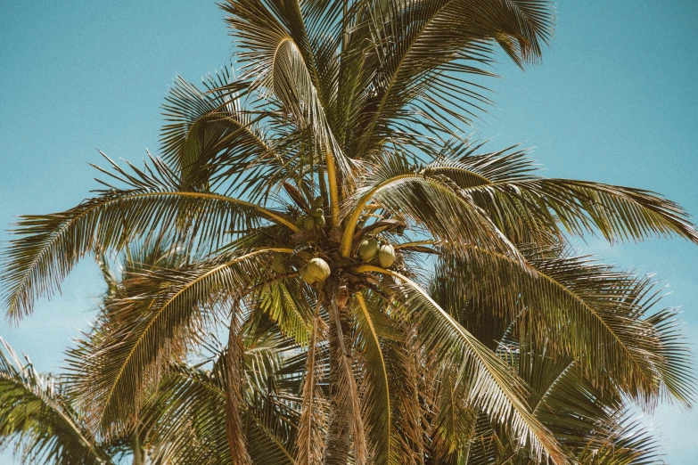 a palm tree in front of a blue sky, pexels contest winner, coconuts, 🦩🪐🐞👩🏻🦳, brown and cyan color scheme, medium format