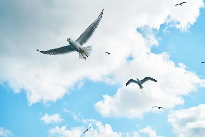 a flock of seagulls flying through a cloudy blue sky, an album cover, by Carey Morris, pexels contest winner, birds eye, liberation, three birds flying around it, grey