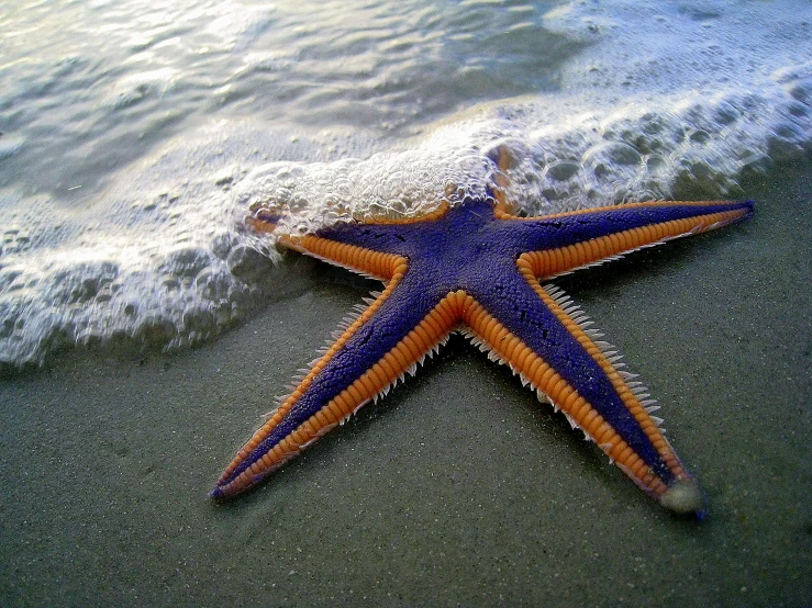 a purple and orange starfish laying on top of a sandy beach, pexels, hurufiyya, in the ocean, a photo of the ocean, aaaaaaaaaaaaaaaaaaaaaa, giant star