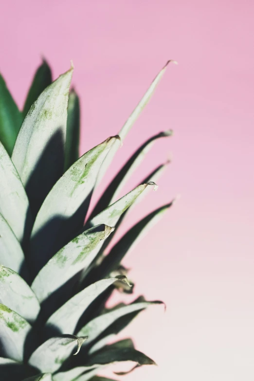 a close up of a pineapple on a pink background, by Carey Morris, trending on unsplash, pale green glow, close - up profile, promo image, multiple stories