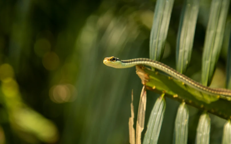 a small lizard sitting on top of a leaf, by Daniel Lieske, pexels contest winner, hurufiyya, golden snakes, long arm, avatar image