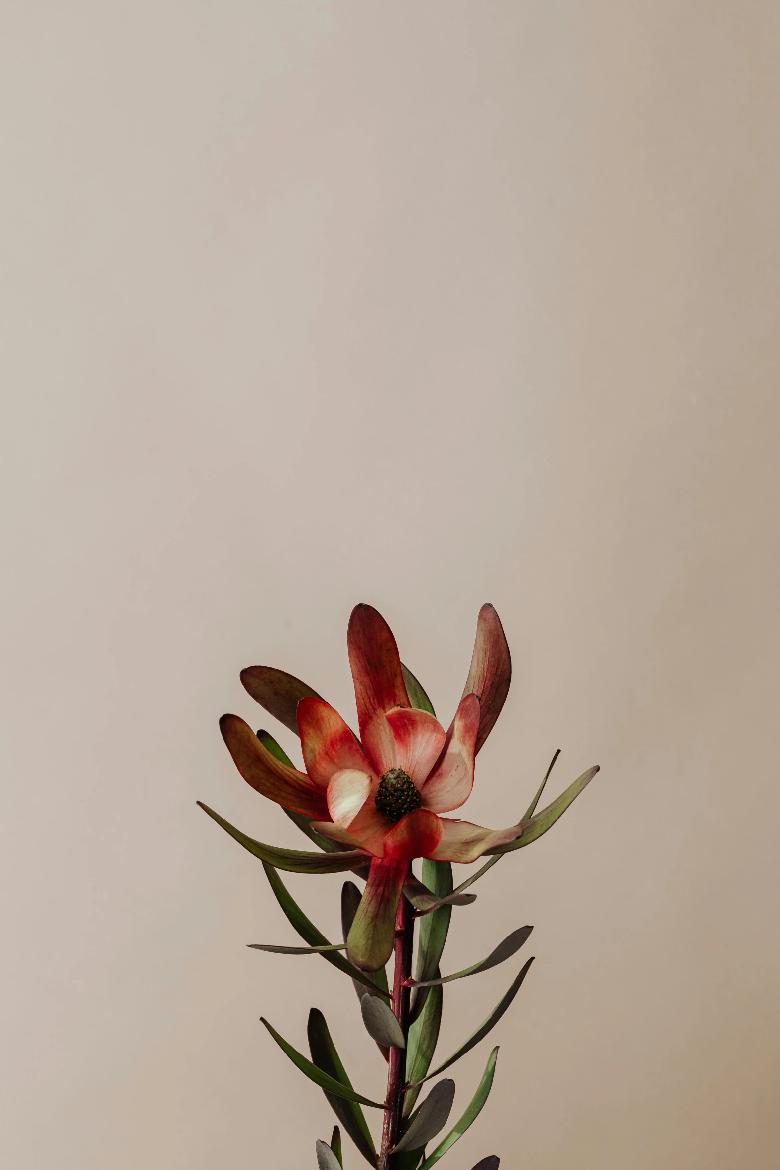 a close up of a flower in a vase on a table, trending on unsplash, gradient brown to red, low quality photo, bromeliads, 3/4 front view