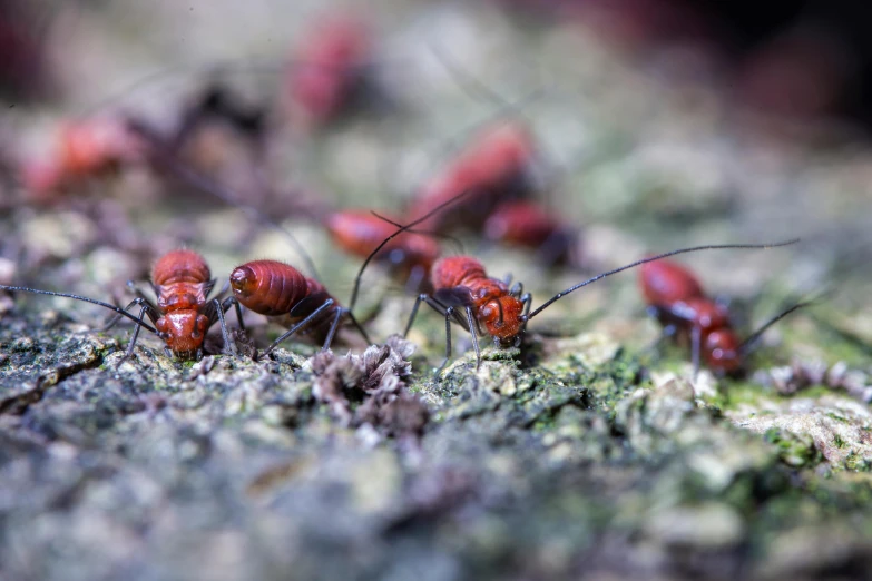 a group of red ants on a mossy surface, a macro photograph, pexels contest winner, photorealism, cockroach, 🦩🪐🐞👩🏻🦳, low-angle shot, a cozy