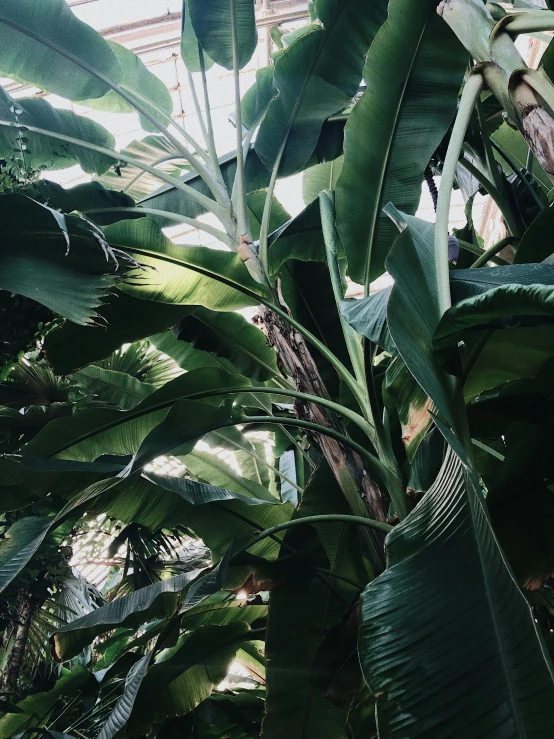 a close up of a banana tree in a greenhouse, a screenshot, inspired by Elsa Bleda, trending on unsplash, sumatraism, archways made of lush greenery, trending on vsco, ilustration, view from bottom