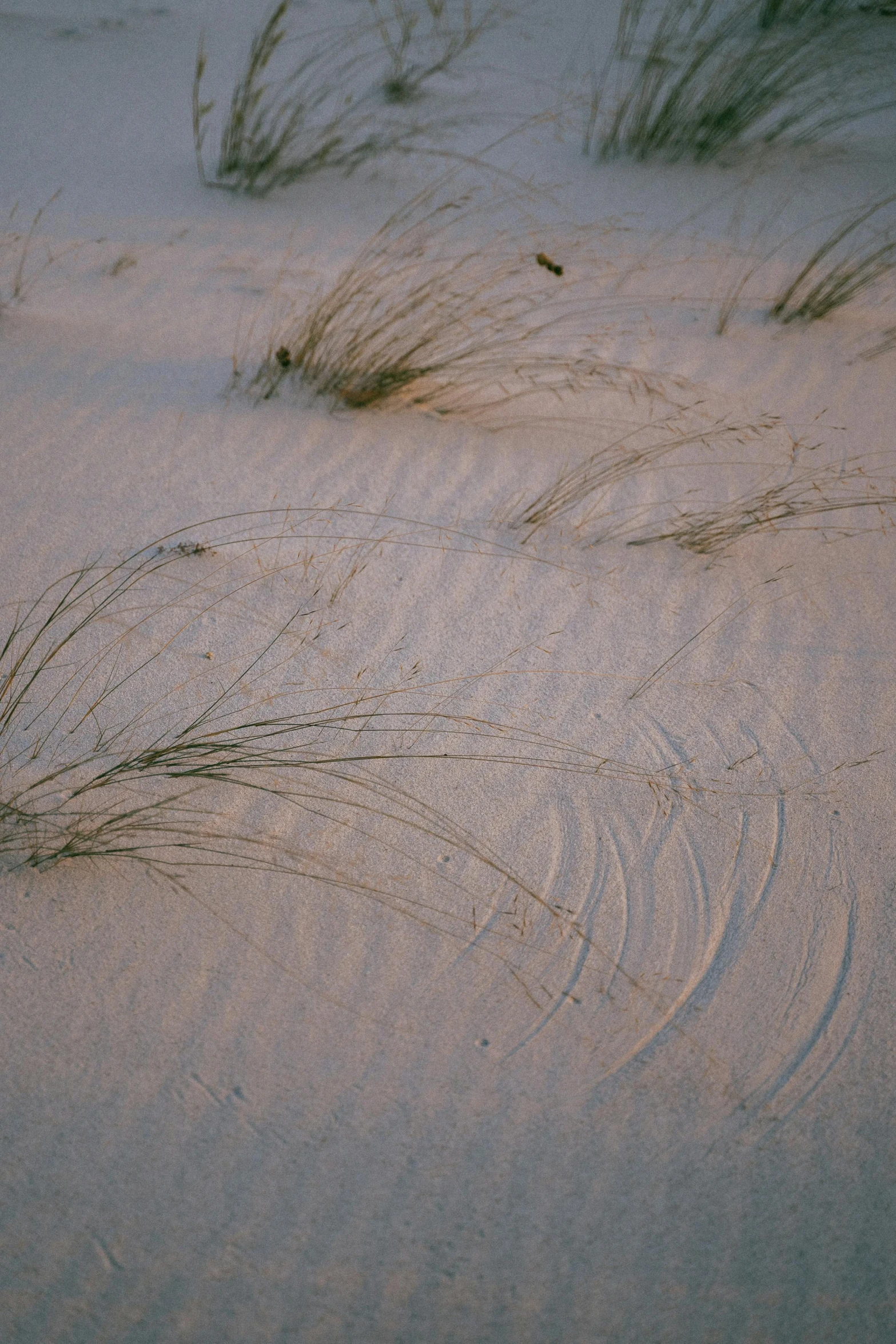 a red fire hydrant sitting on top of a sandy beach, an album cover, by Linda Sutton, land art, pale pink grass, winding branches, texture of sand, subtle pattern