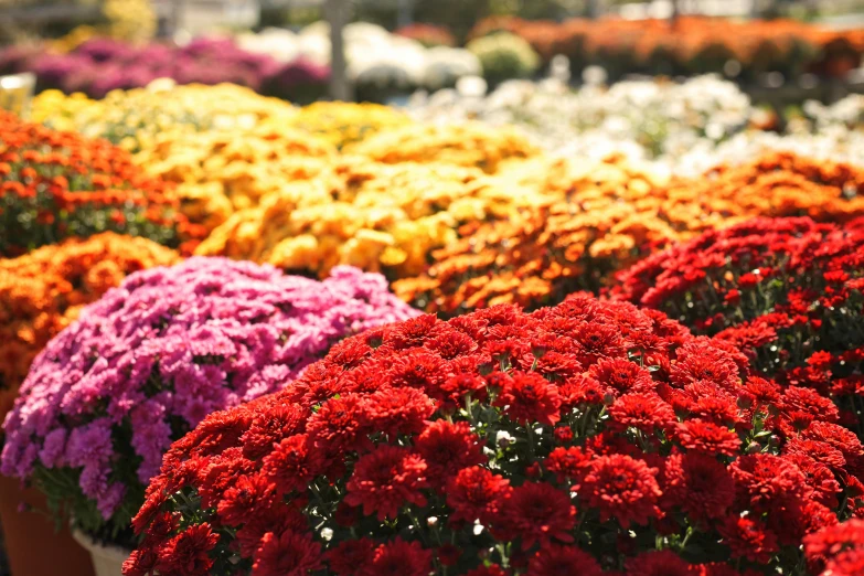 a bunch of flowers that are next to each other, fall colors, in bloom greenhouse, festivals, instagram post