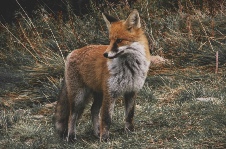 a fox standing on top of a grass covered field, pexels contest winner, photorealism, animal skins, 🦩🪐🐞👩🏻🦳, vintage photo, red fur