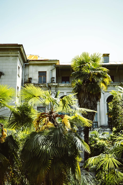 a building with palm trees in front of it, inspired by Elsa Bleda, renaissance, overgrown greenery, naples, botanic garden, mansion