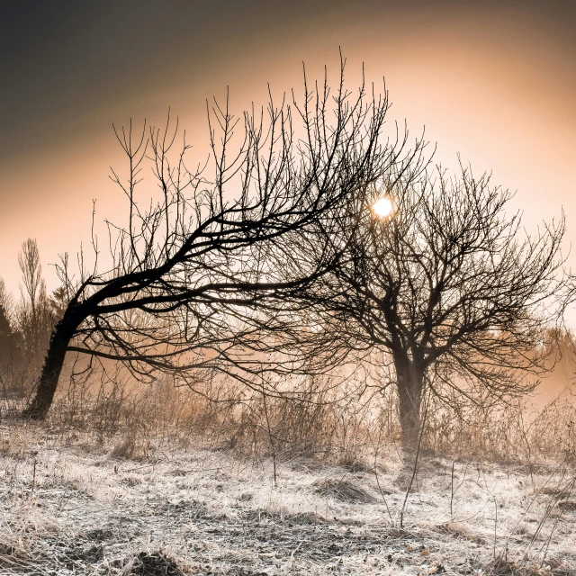 a couple of trees sitting on top of a snow covered field, by Paweł Kluza, pexels contest winner, romanticism, dusty light, tree branches intertwine limbs, apocalyptic setting, backlight glow