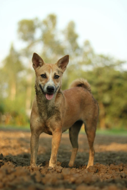 a brown dog standing on top of a dirt field, sumatraism, very slightly smiling, with pointy ears, a brightly coloured, belle