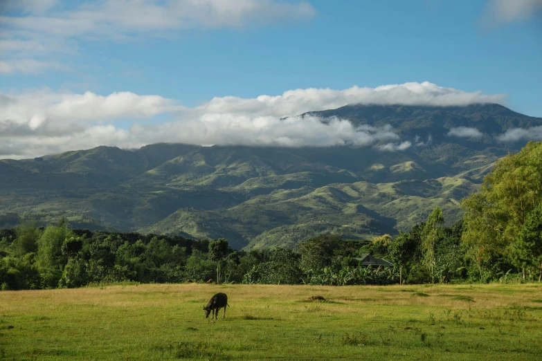 a herd of cattle grazing on top of a lush green field, sumatraism, mountains in the distance, dezeen, five foot bat in the philippines, conde nast traveler photo