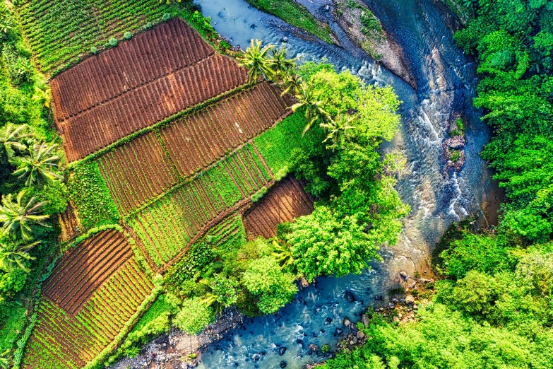 a river running through a lush green forest, by Daniel Lieske, pexels contest winner, sumatraism, rows of lush crops, bird's view, river of wine, artisanal art