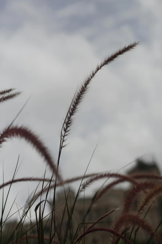 tall grass blowing in the wind on a cloudy day, a macro photograph, by David Simpson, unsplash, maroon, phone photo, ears, shot on sony alpha dslr-a300