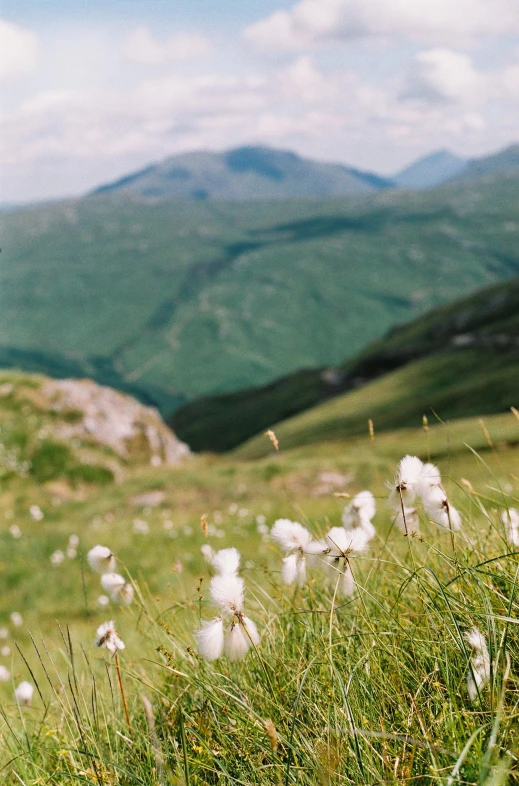 a herd of sheep grazing on top of a lush green hillside, an album cover, by Attila Meszlenyi, trending on unsplash, cotton, summer landscape with mountain, photo taken on fujifilm superia, loosely cropped