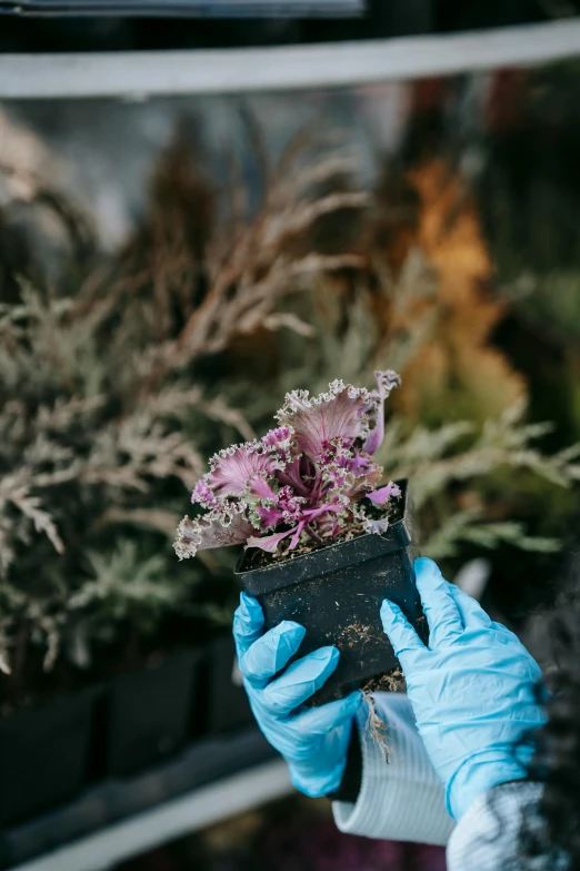 a woman in blue gloves holding a potted plant, by Jacob de Heusch, unsplash, meat and lichens, black and blue and purple scheme, pink grass, bioremediation