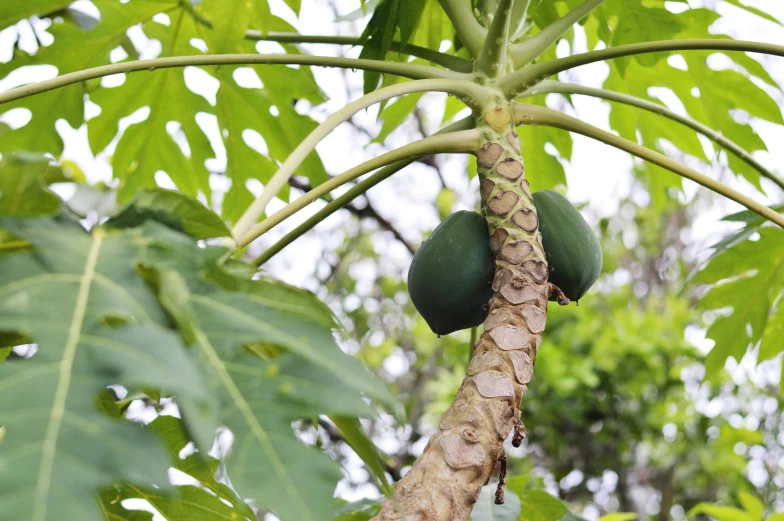 a close up of a tree with a bunch of fruit on it, hurufiyya, monstera deliciosa, thumbnail, eggplant, opening shot