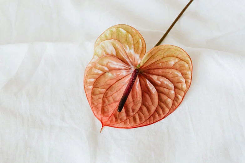 a close up of a leaf on a bed, by Emma Andijewska, trending on pexels, hurufiyya, pink orange flowers, white backdrop, exotic alien flora, diaphanous iridescent cloth