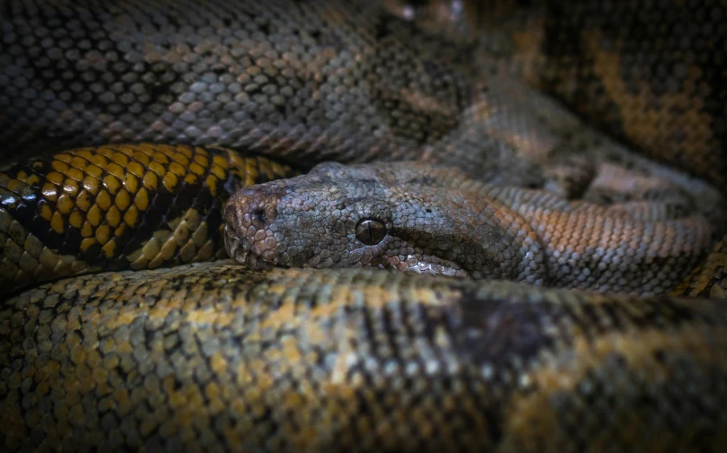 a large snake laying on top of another snake, a portrait, by Adam Marczyński, pexels contest winner, snake skin, sleepers, all looking at camera, 8k 50mm iso 10